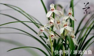 浇水|新手想养兰花吗几种非常适合你