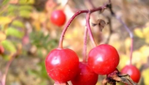 中年人想健康，多吃的食物，强身壮阳、健脑增智、延缓衰老