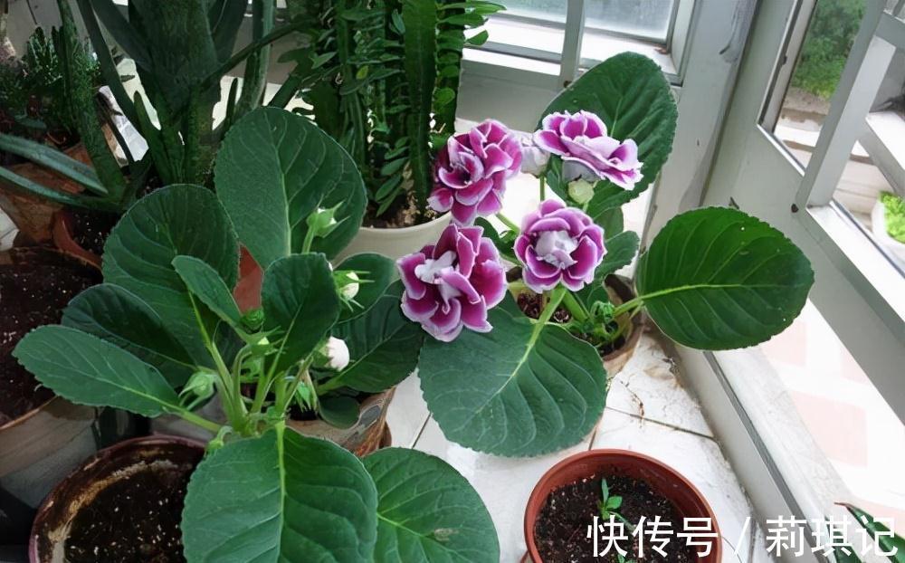 5种花空气再“干燥”,也别喷水,会黄叶、烂叶、掉花苞