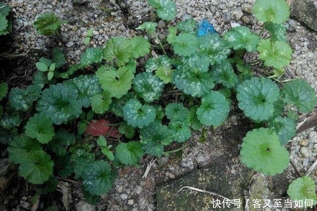 秋季|农村这种野草从春季到秋季都可以采集,晒干即可入药