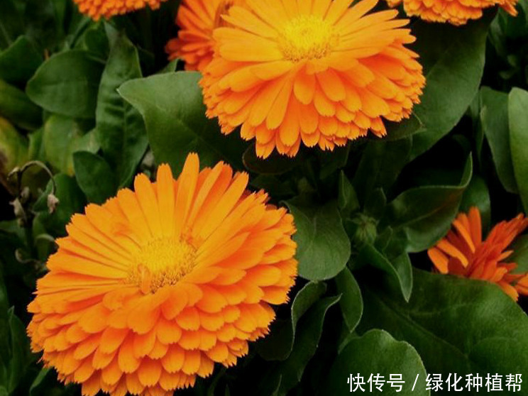 金盏菊，是一种药材，还是一种食材，更是赏花界一道靓丽的风景线