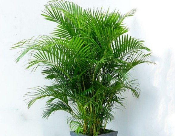 盆景|养花真不如养几种盆景，摆在家里时尚又漂亮，美观又养眼