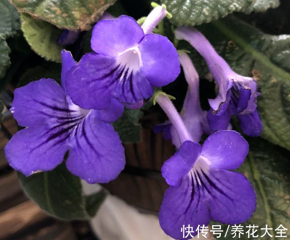 非常耐阴的10种开花植物,还有吉祥好兆头,养上一盆好运连连