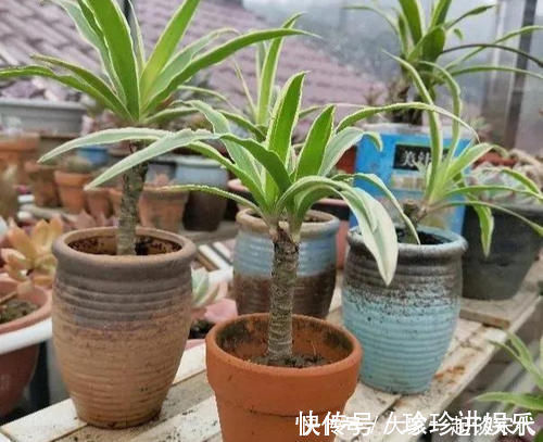 桩子|6块钱的吊兰,3年养成老桩,5年变成1棵小树,做好4点就行