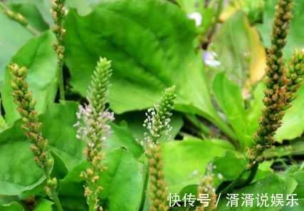 农村|农村一种野草,农民经常用来治疗感冒,城里可以卖到几十块一斤