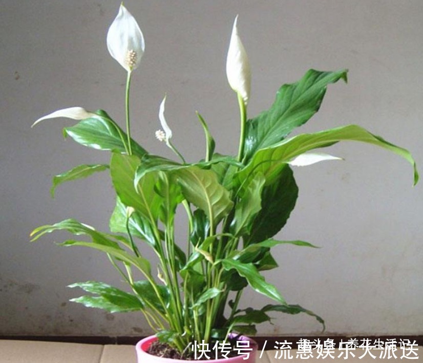 油绿|养护白掌时,要做好“3个”步骤,花朵开满叶子油绿,花期时间长