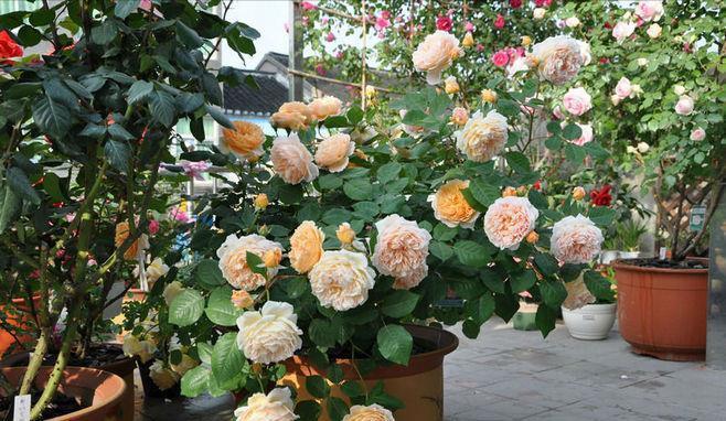 月季|五月修剪月季花,3个技巧掌握好,下一茬开花更劲爆