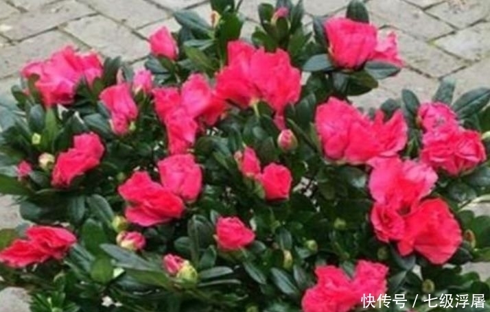 几款艳丽的花卉，漂亮又好闻，懒人新手都能养好，美成花海！