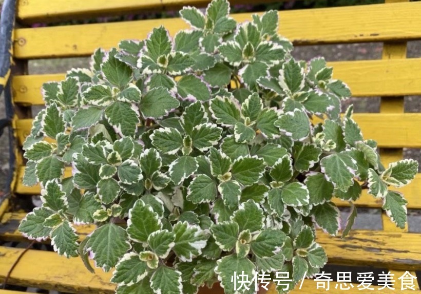 盆栽|这3种常见植物最懂得“感恩”，人养着它，它则守护着主人的健康