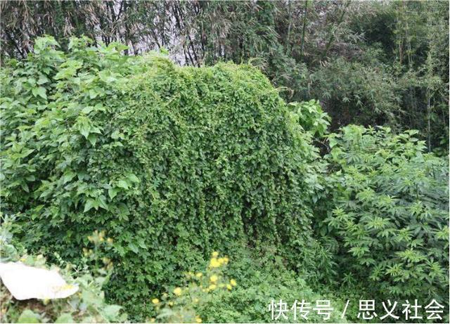 药用价值|外来物落葵薯，曾是人们讨厌的杂草，如今成餐桌美味大受欢迎