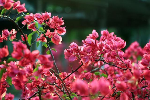 养殖|三角梅不开花,这么好养也没爆盆,都是你不会养