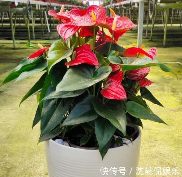植物|5种常见花,堪称“花机器”,家里随便养一盆,四季能看花