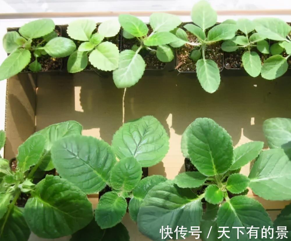 新芽|4种花真强悍，1片叶子就能繁殖出新植株，养两年成大户