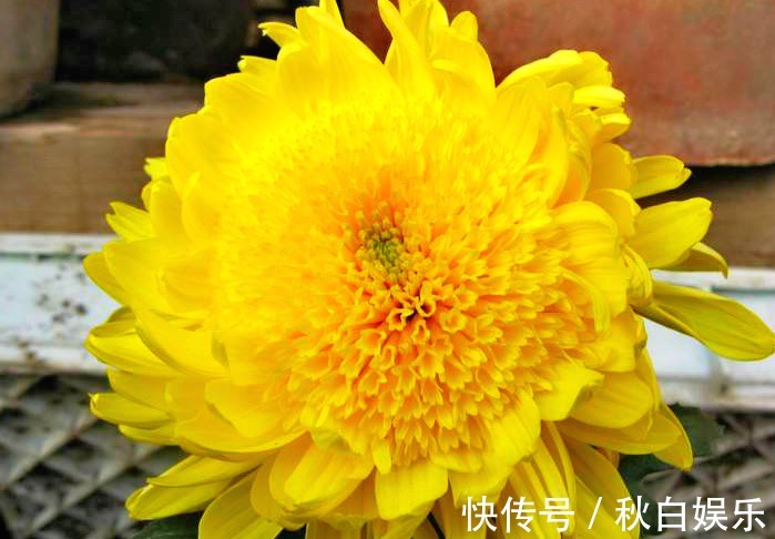 花花|喜欢菊花，就养盆“菊中珍品”盘龙金桂，似金玉圆球，优雅霸气