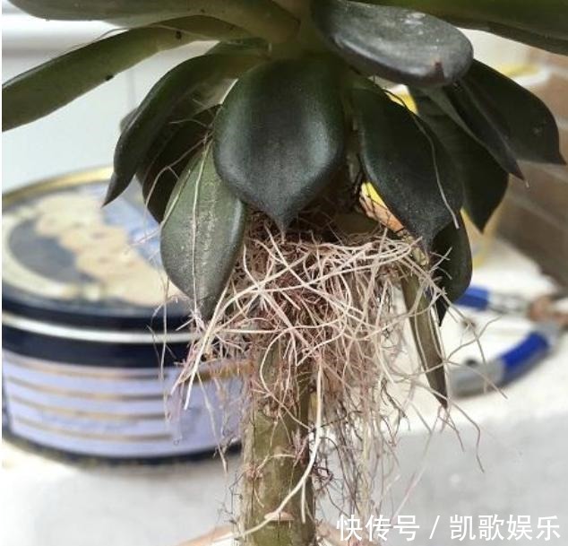 根系|多肉植物长出“小胡须”,表示植株“不健康”,花友们要明白!