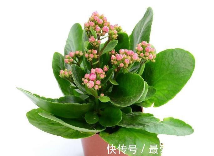 买了一盆正在开花的长寿花,可以给它换盆土吗,怎么养护呢