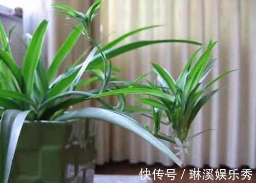 5种花,再喜欢也别搬去“晒太阳”,不然半天就“黄叶”!