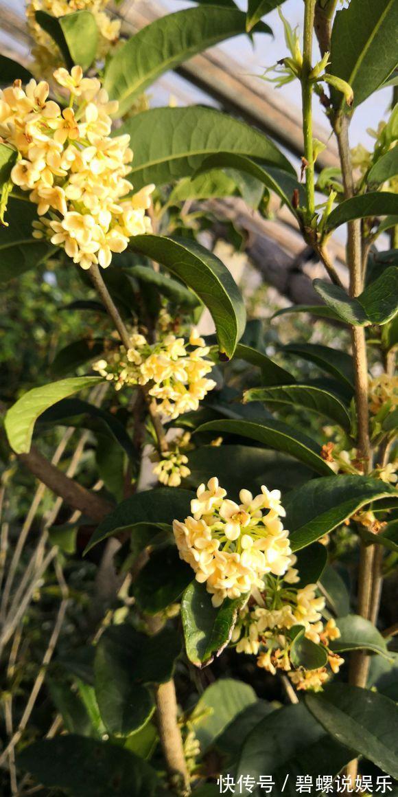 2种花“病菌”不喜欢，养1盆身体好，开花后满屋清香！