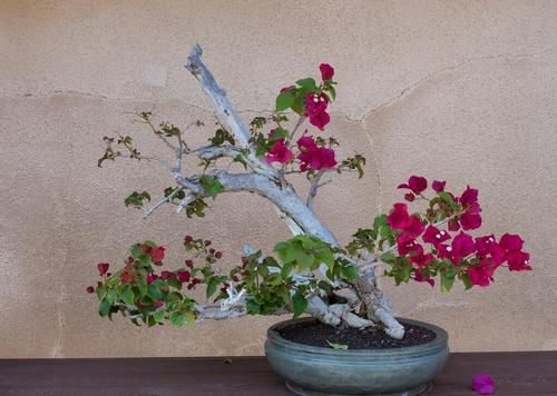 讨人喜爱的三角梅，越冬养护时需要多注意，环境温度不可小视