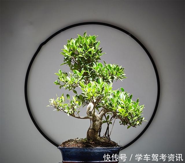 7种花，就得小盆养，盆越小水越少，长得更快！