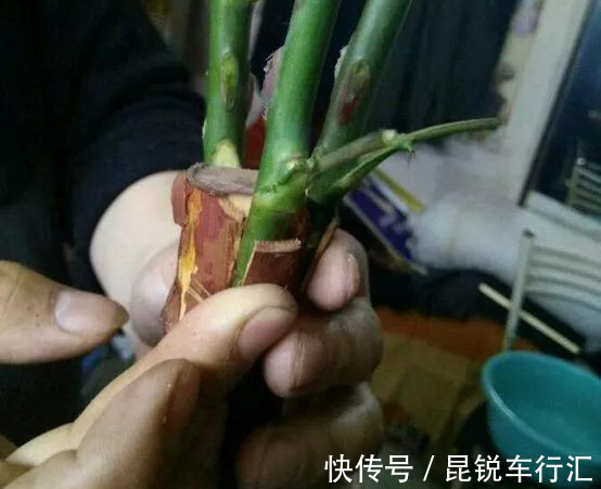 砧木|花开像月季，易爆花，-20℃冻不死，好养活不生病，比桂花香10倍