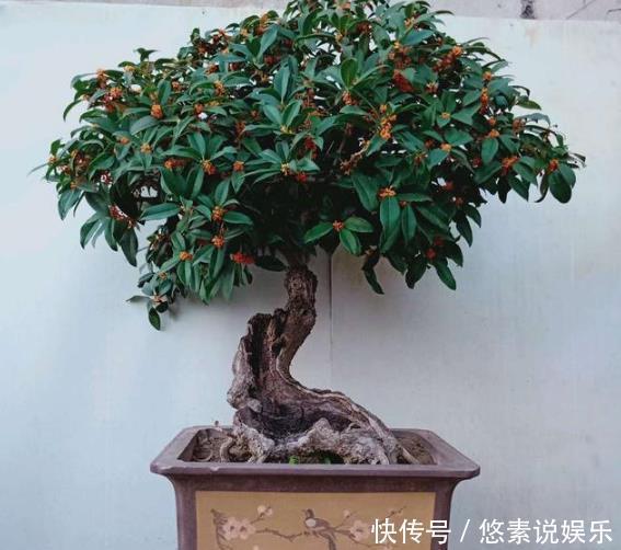 种树|什么发财树、平安树,都不如“2种树”,养成老桩后,很值钱!