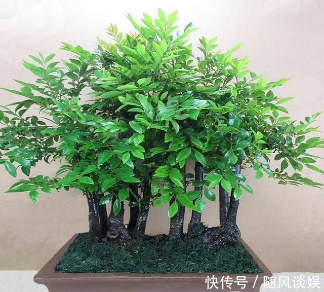 原来有钱人家都养这个花,镇宅,招财,这可是“帝王之木”