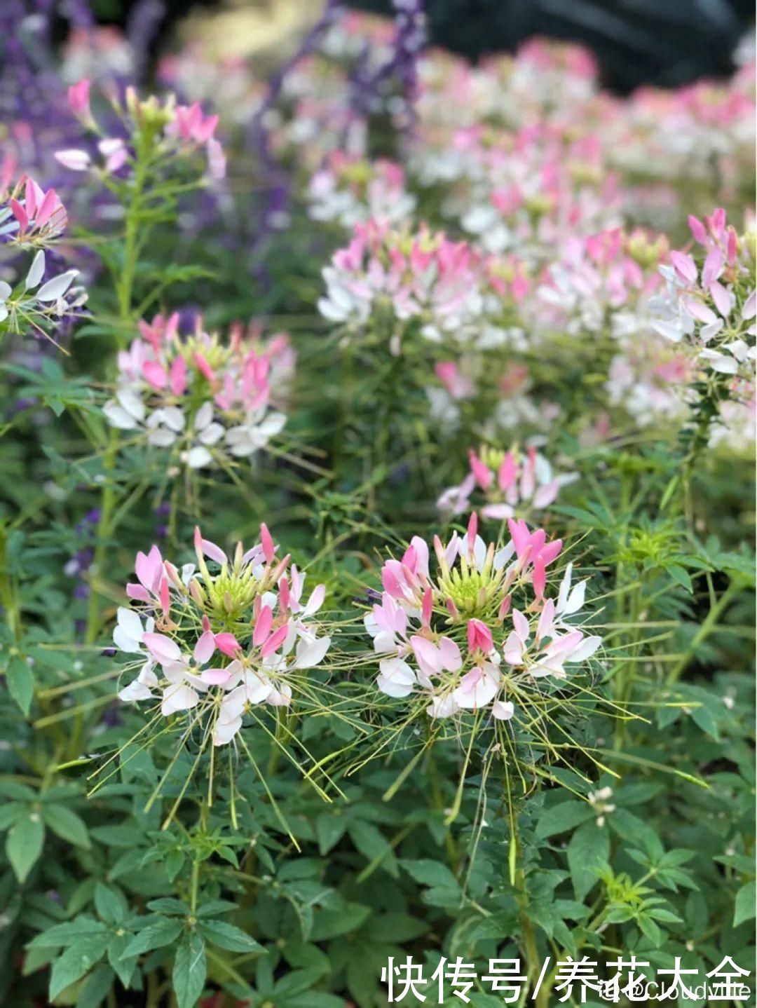 晒不死、热不死的花，越晒花越多，越热长越快