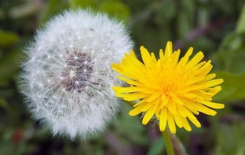 功效|中药又立功？蒲公英可杀死98%癌细胞、消结节？此文为你揭开真相