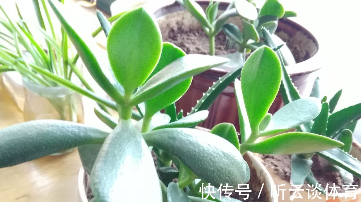 燕子掌|不用的杯子别扔了,水插燕子掌可是美美的