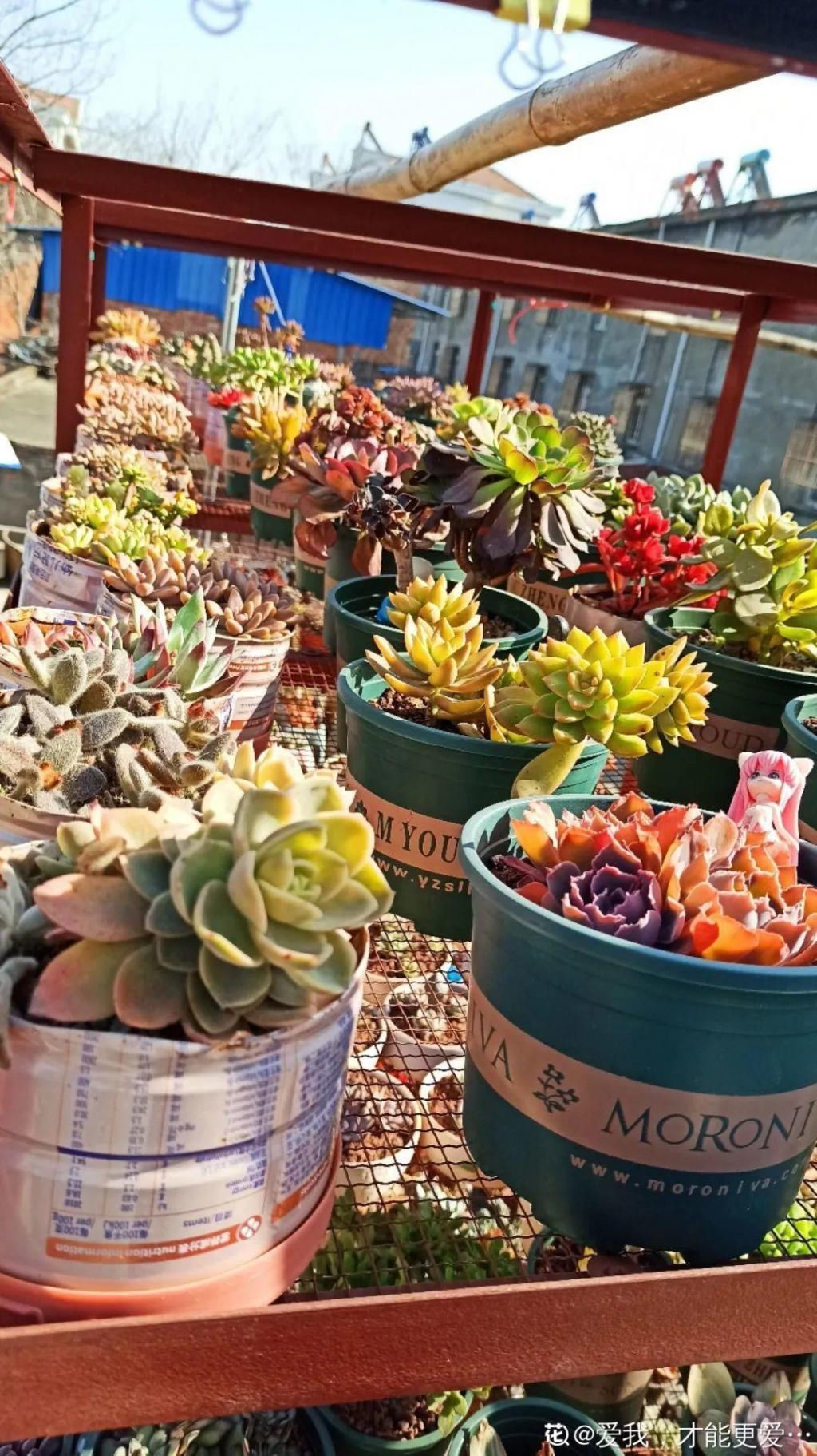 拼盘|多肉养在大盆里,就是豪横霸气,棵棵大得像白菜