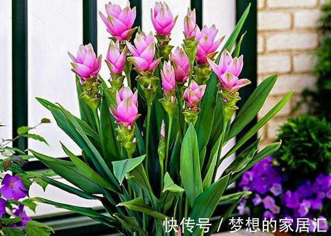 用花盆养花，有这几种情况，就及时给它换盆换土