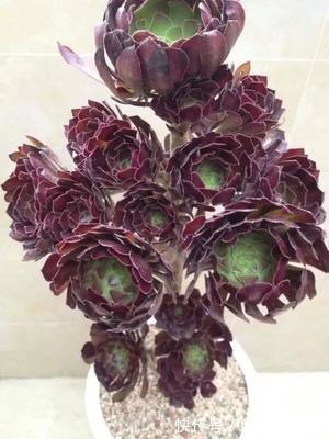 多肉植物|夏天多肉的3个“臭德行”，教你几个绝招，轻松度夏