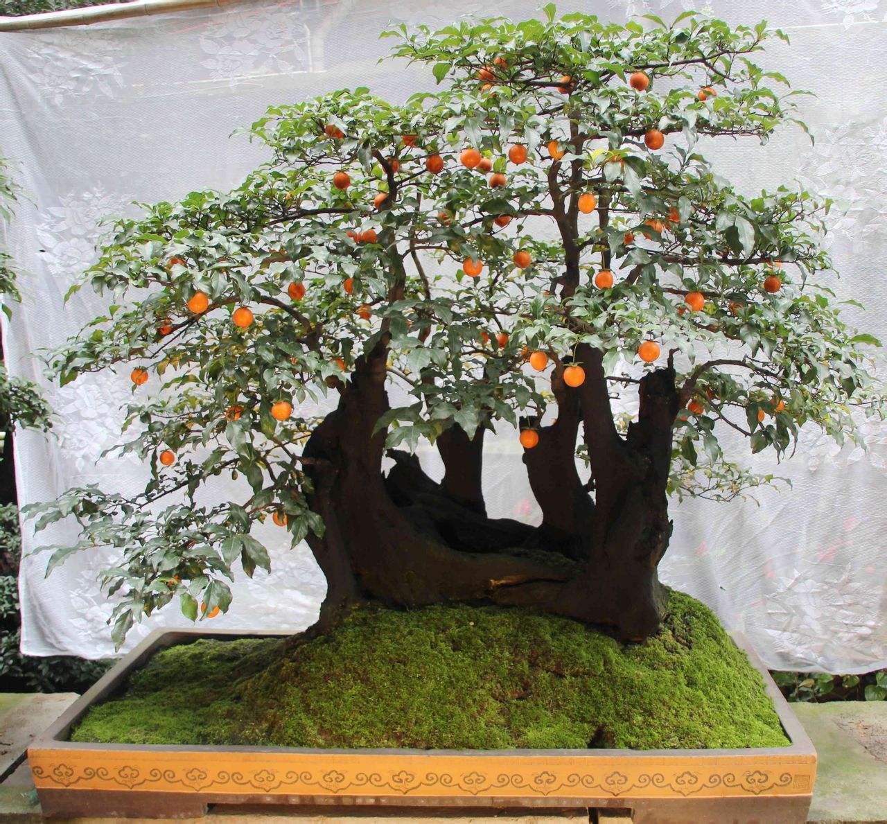 乡下野外的植物,不要看不上,挖回家当盆栽养正好