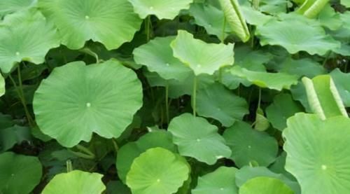 排毒|女性不想显老,不妨多吃几种食物,美白肌肤,增强皮肤弹性