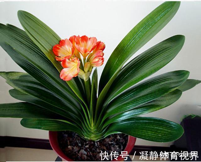 养殖|不管养兰花还是君子兰,只要弄明白这一点,咋养也长得好