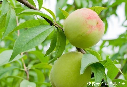植物小知识!桃树叶用途神奇,8大知识赶紧来get吧