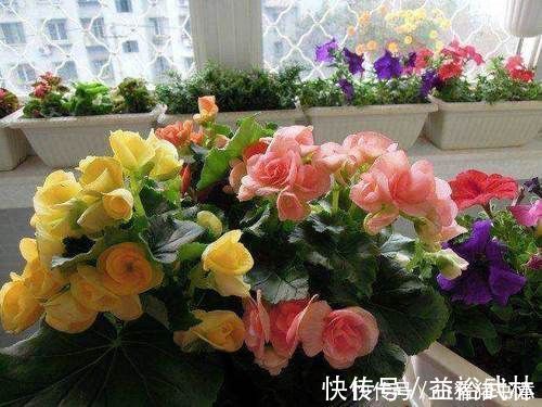 君子兰|公认“难养”的4种花，80的花友表示“养不满1年，再也不想养”