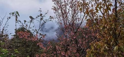 冬日樱花浪漫的无量山，竟然就是天龙八部中的神秘之境