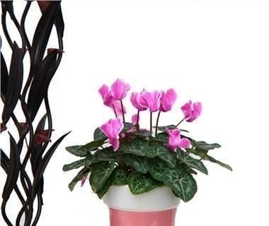 球茎|养仙客来，掌握3点，花朵开不败，一年一轮回！