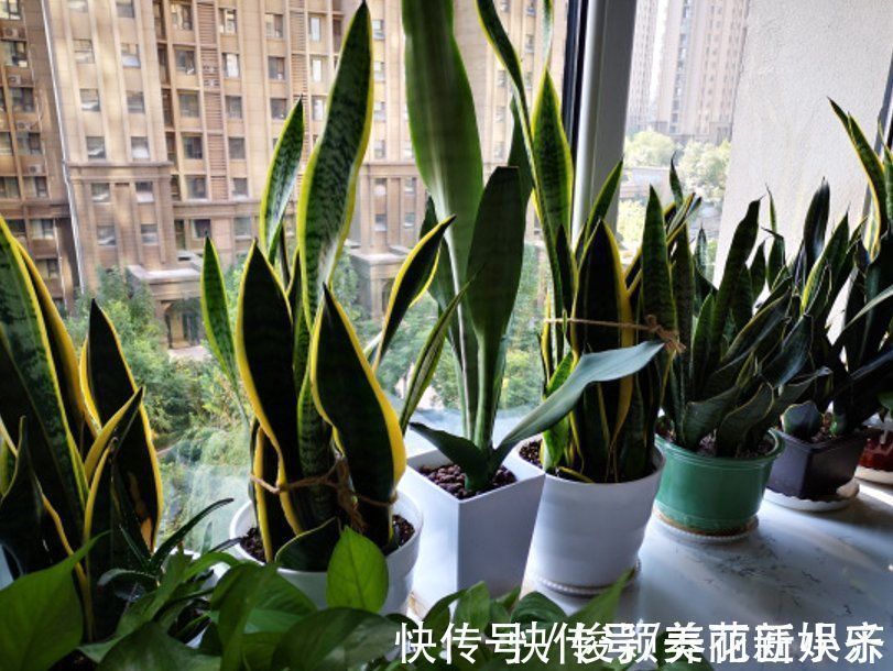 肥料|天气渐凉,6种花要“穷养”,水肥多了会伤根,多晒太阳植株壮