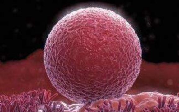 受孕|女人排卵期后7天左右,若上厕所时看见“一物”,可能成功受孕了