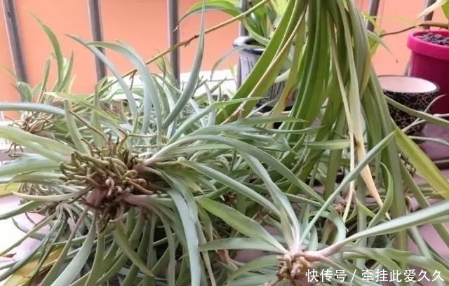 根全烂了别扔,这样做,分分钟把花救活!