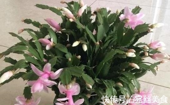 香烟|药片、黄豆养花全需下成本,不如用这2样灰,一分钱不花又实用