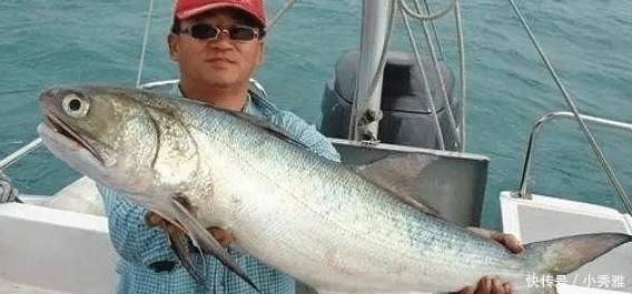 被誉为最好吃的海鱼，鱼肉似“千层糕”，我国独有，却少有人知