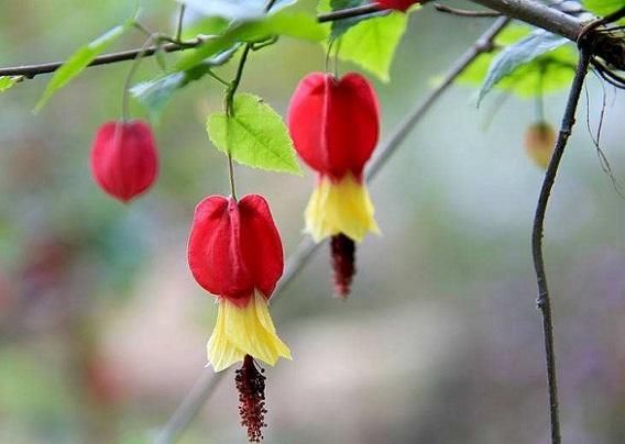 迎风摇曳 蔓性风铃花的栽培技术 快资讯