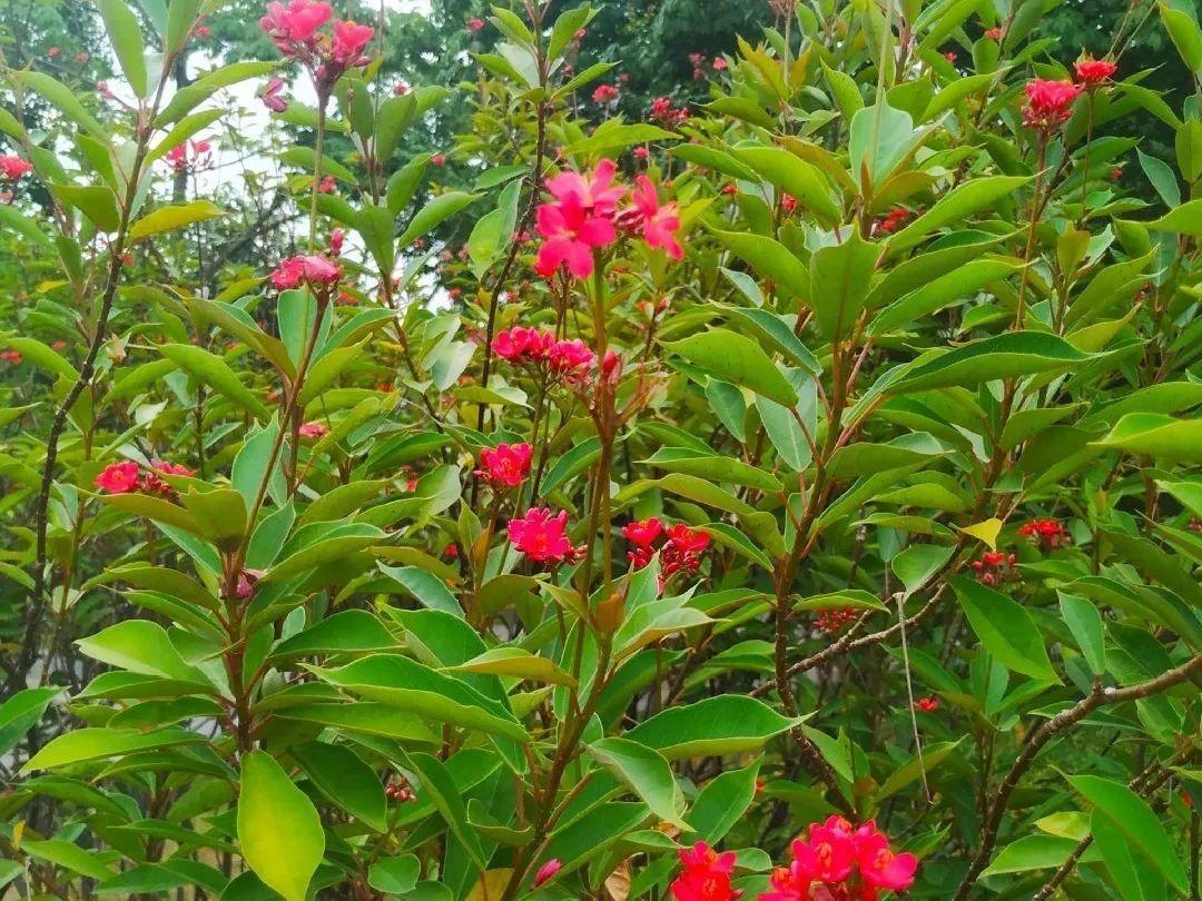 海芋|20种有毒花，出门别乱摘，有小孩的特别注意