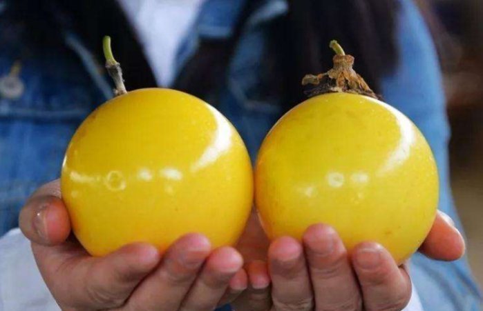 补钙|它被称为“补钙果”,掰开全是籽,卖50元一斤,却少有人吃过