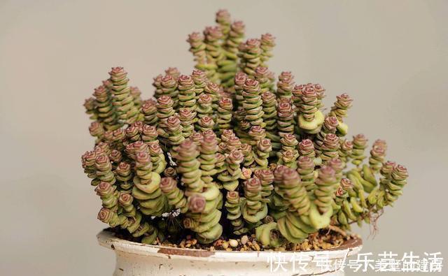 多肉植物|多肉界的招财树,还寓意着财源滚滚,好运连连,看它怎么养护