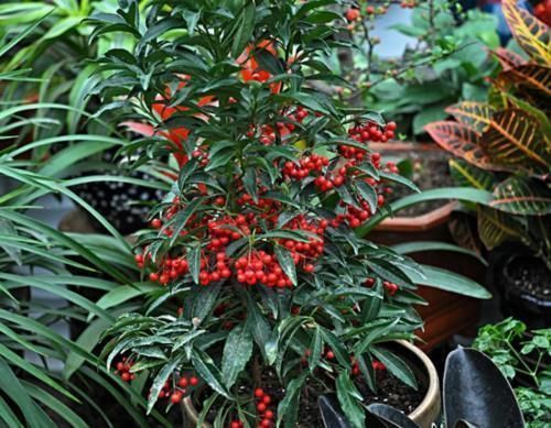 红凉伞|春意浓去野外,碰见2种植物要珍惜,带回家当盆栽正合适